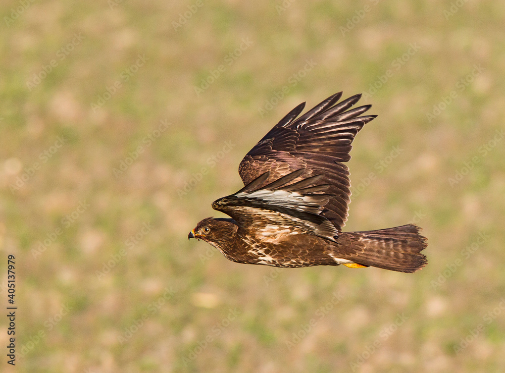 Fototapeta premium Buizerd, Common Buzzard, Buteo buteo