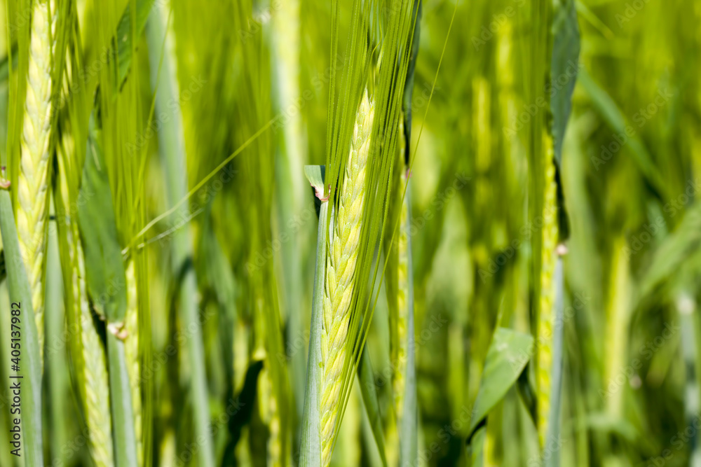 agricultural field where green barley grows agricultural field where green barley grows