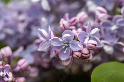 Purple lilac flower. Detailed macro view.