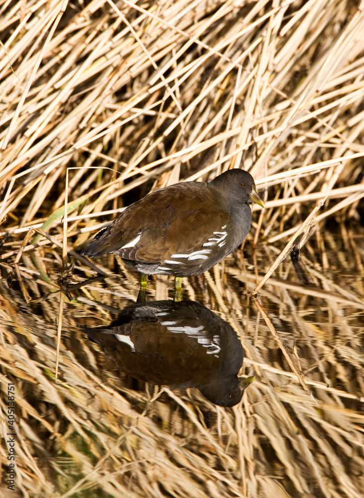 Waterhoen, Common Moorhen, Gallinula chloropus Waterhoen, Common Moorhen, Gallinula chloropus