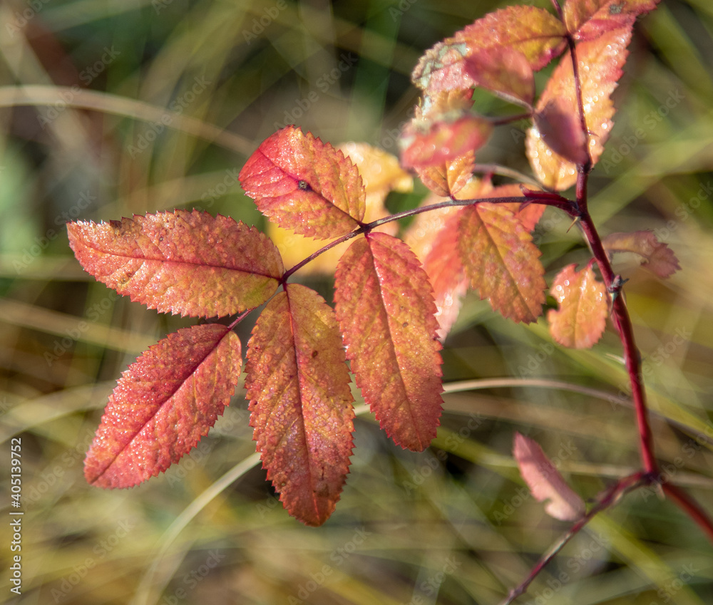 Autumn leaves in the sun. Nature, blurred background. Autumn leaves in the sun. Nature, blurred background.
