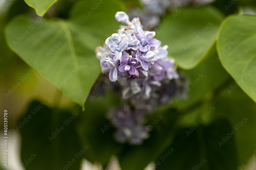 Purple lilac flower. Detailed macro view. Purple lilac flower. Detailed macro view.