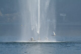 Getto d'acqua sul lago di Lugano a Paradiso, Canton Ticino, Svizzera.