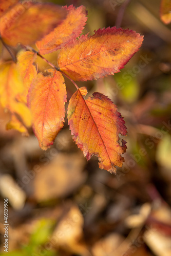 Autumn leaves in the sun. Nature, blurred background.