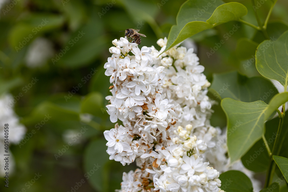 White lilac flower. Detailed macro view. White lilac flower. Detailed macro view.