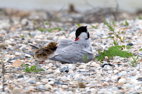 Visdief; Common Tern; Sterna hirundo photo