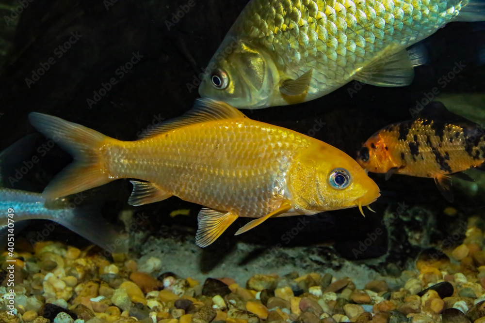 La carpa común o carpa europea (Cyprinus carpio) un ejemplar joven de carpa dorada. Es un pez de agua dulce de aguas eutróficas muy extendido en Europa y Asia. La carpa común o carpa europea (Cyprinus carpio) un ejemplar joven de carpa dorada. Es un pez de agua dulce de aguas eutróficas muy extendido en Europa y Asia.