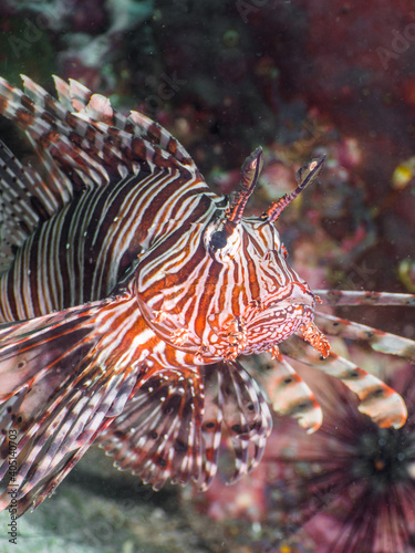 Common lionfish swimming (Mergui archipelago, Myanmar) © Mayumi.K.Photography