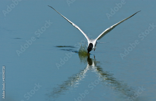 Visdief, Common Tern, Sterna hirundo photo