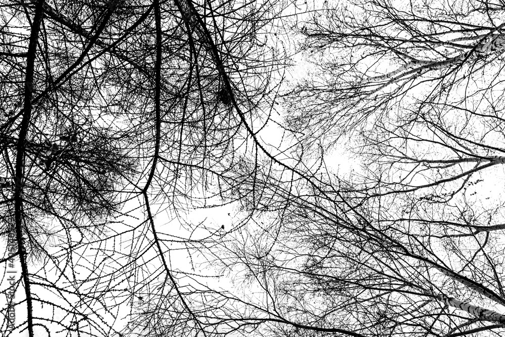 Bare tree branches on a white background, black and white photo. Bare tree branches on a white background, black and white photo.