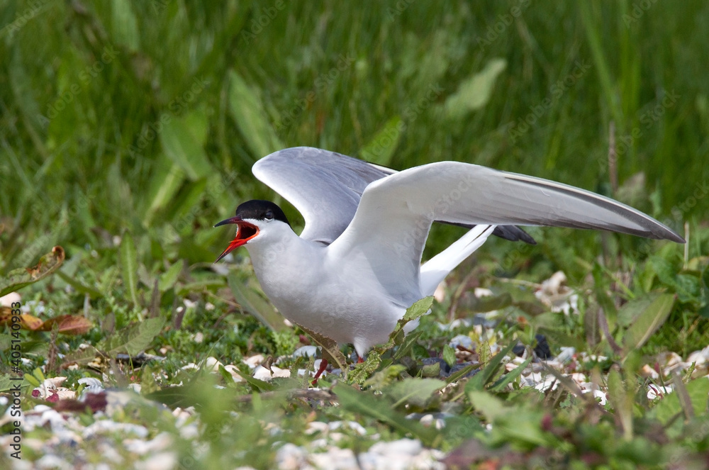 Visdief, Common Tern, Sterna hirundo Visdief, Common Tern, Sterna hirundo
