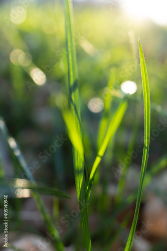 Autumn green grass with drops in focus.