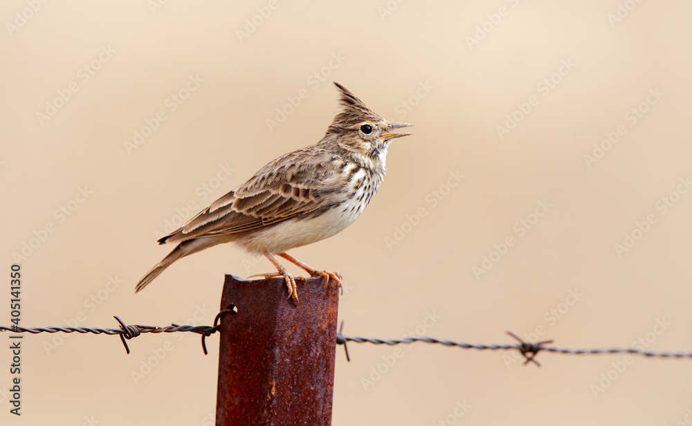 Fototapeta premium Kuifleeuwerik, Crested Lark, Galerida cristata