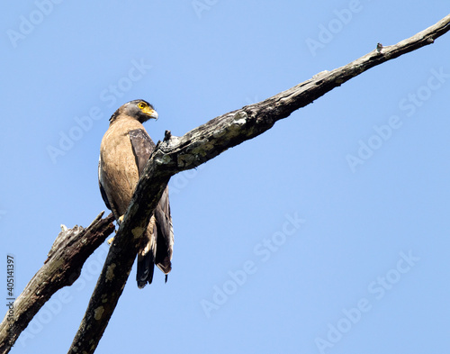 Indische Slangenarend, Crested Serpent Eagle, Spilornis cheela photo