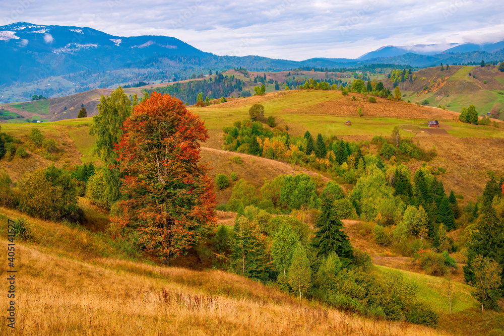 Reddened tree among mountain hills. Carpathian mountains, Romania at autumn day