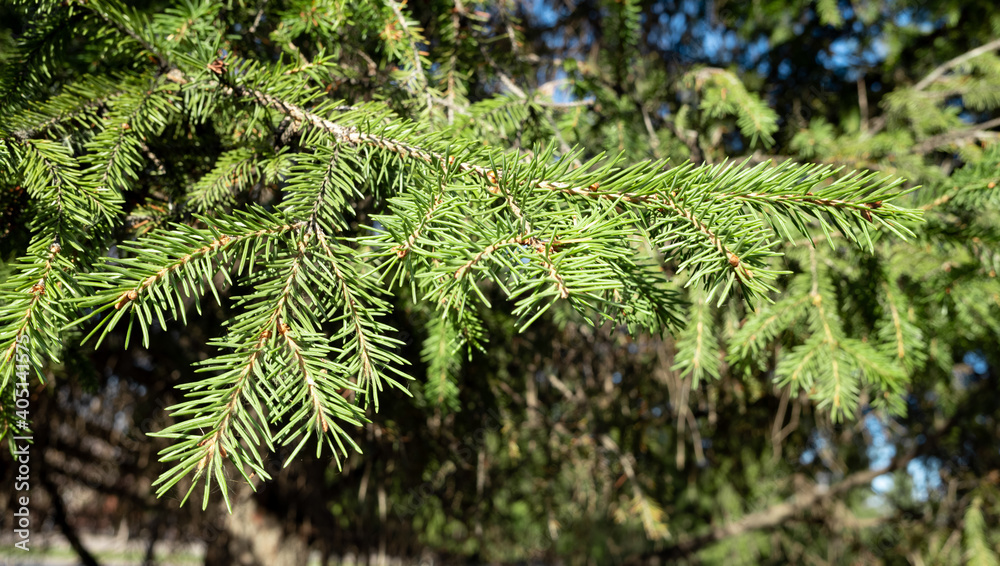 Close-up of green thorny spruce branches.