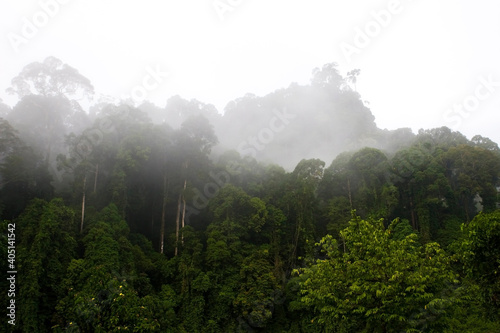 Danum Valley Borneo photo