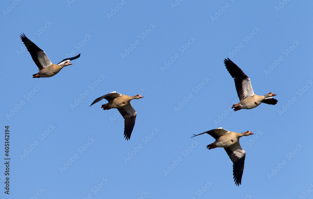 Nijlgans, Egyptian Goose, Alopochen aegyptiacus Nijlgans, Egyptian Goose, Alopochen aegyptiacus