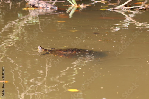turtle in water