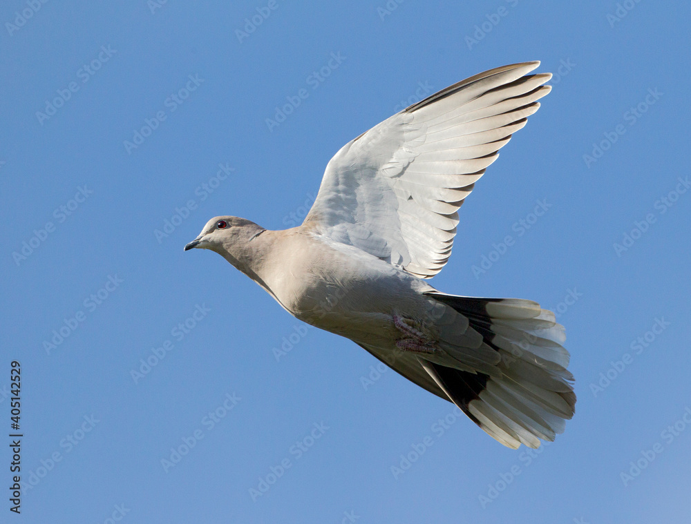 Turkse Tortel, Eurasian Collared Dove, Streptopelia decaocto Turkse Tortel, Eurasian Collared Dove, Streptopelia decaocto