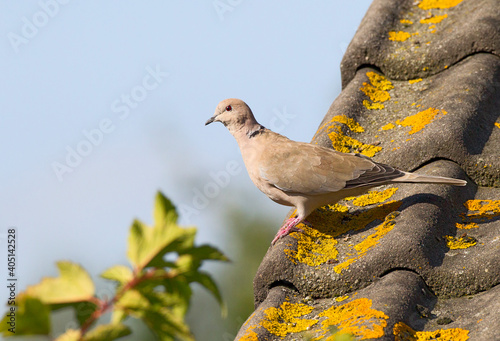 Turkse Tortel, Eurasian Collared Dove, Streptopelia decaocto photo