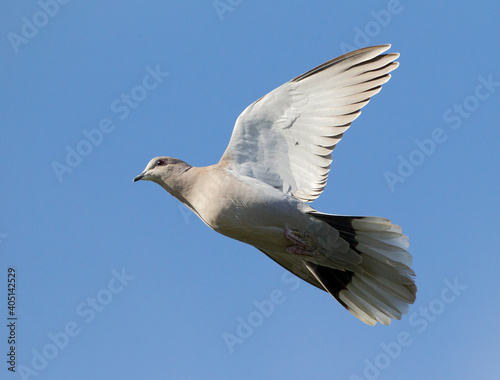 Turkse Tortel, Eurasian Collared Dove, Streptopelia decaocto