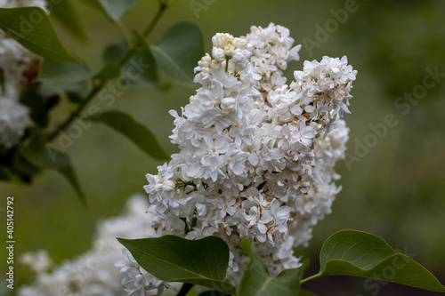 White lilac flower. Detailed macro view.