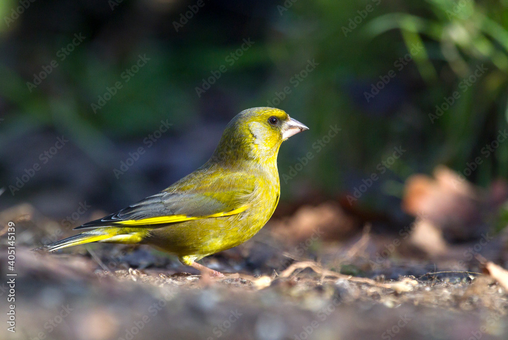 Groenling, European Greenfinch, Chloris chloris Groenling, European Greenfinch, Chloris chloris