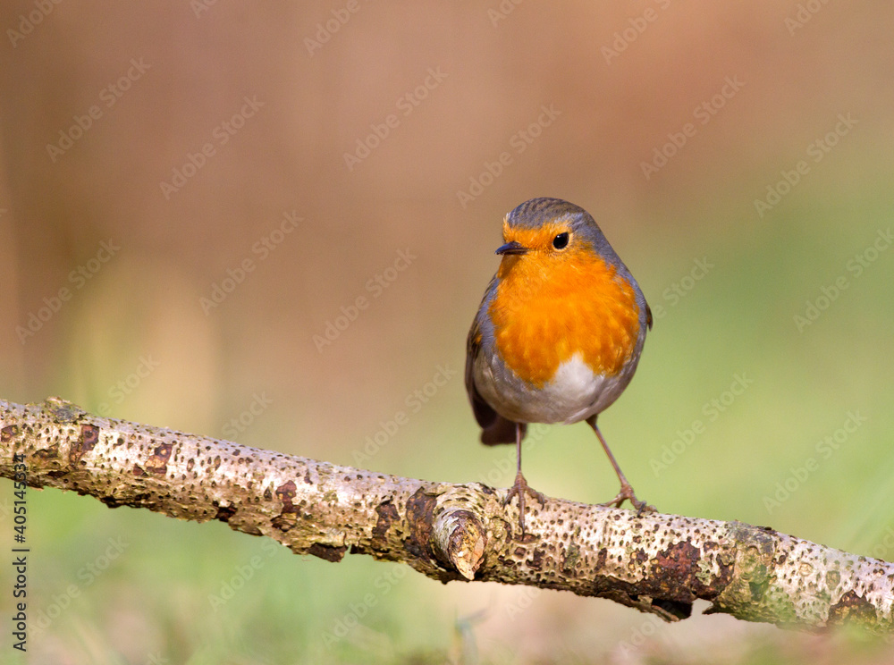 Roodborst; European Robin; Erithacus rubecula Roodborst; European Robin; Erithacus rubecula
