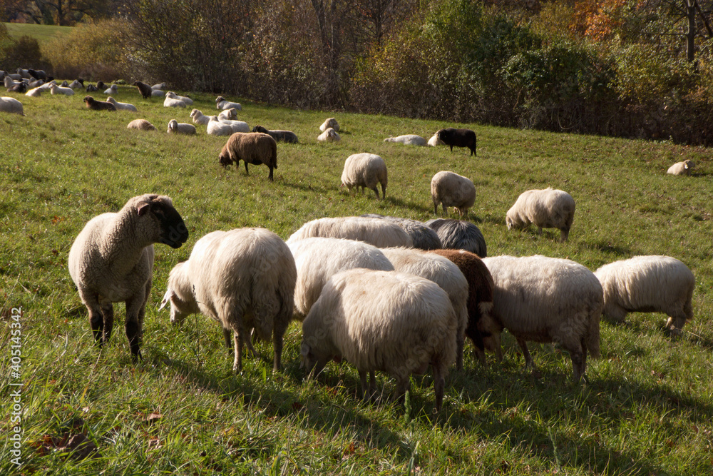 Fototapeta premium Schafherde auf der Weide