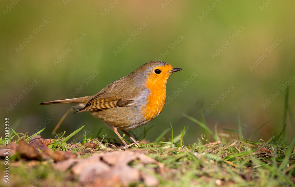 Roodborst; European Robin; Erithacus rubecula Roodborst; European Robin; Erithacus rubecula