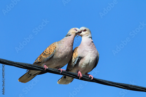 Obraz na płótnie Zomertortel, Turtle Dove, Streptopelia turtur w salonie