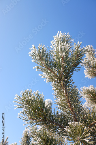 Green branches of a Christmas tree, covered with snow in winter, on a sunny day.