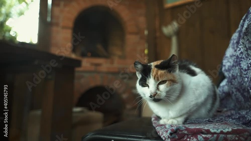 The cat lies on the sofa near the fireplace