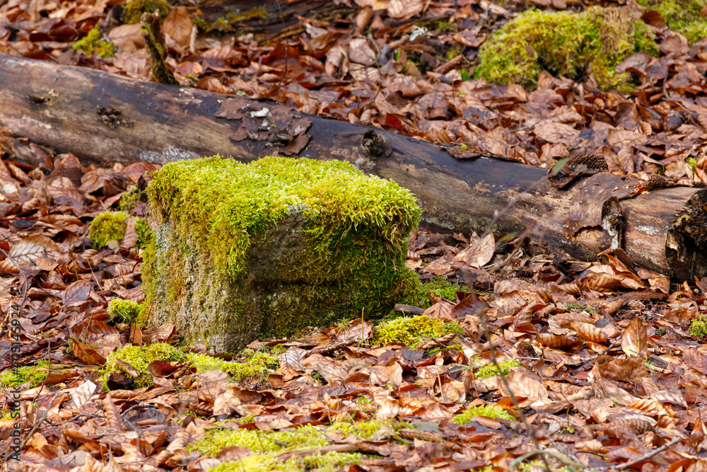 Obraz premium stein im laub moos bewachsen