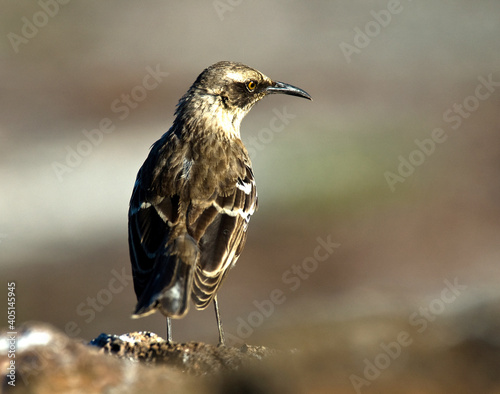 Kleine Galapagosspotlijster, Galápagos mockingbird, Mimus parvulus photo