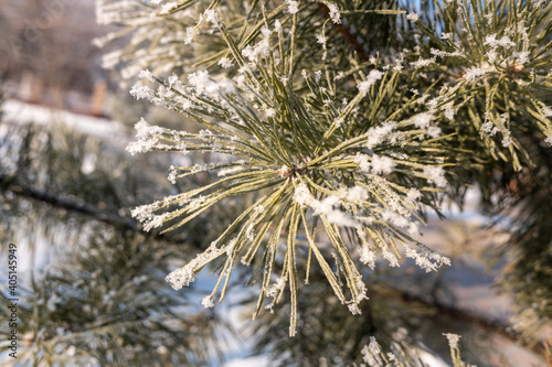 Green branches of a Christmas tree  covered with snow in winter  on a sunny day.