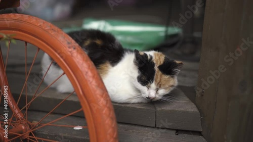 A cat lies in the street near a bicycle
