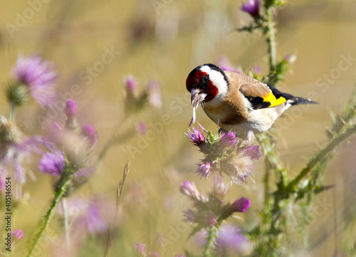 Obraz na płótnie Putter, European Goldfinch, Carduelis carduelis w salonie