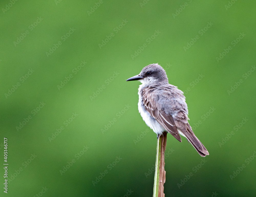 Fototapeta premium Grijze koningstiran, Gray Kingbird, Tyrannus dominicensis