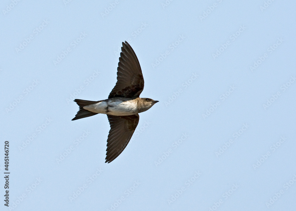 Obraz premium Grijsborstpurperzwaluw, Grey-breasted Martin, Progne chalybea