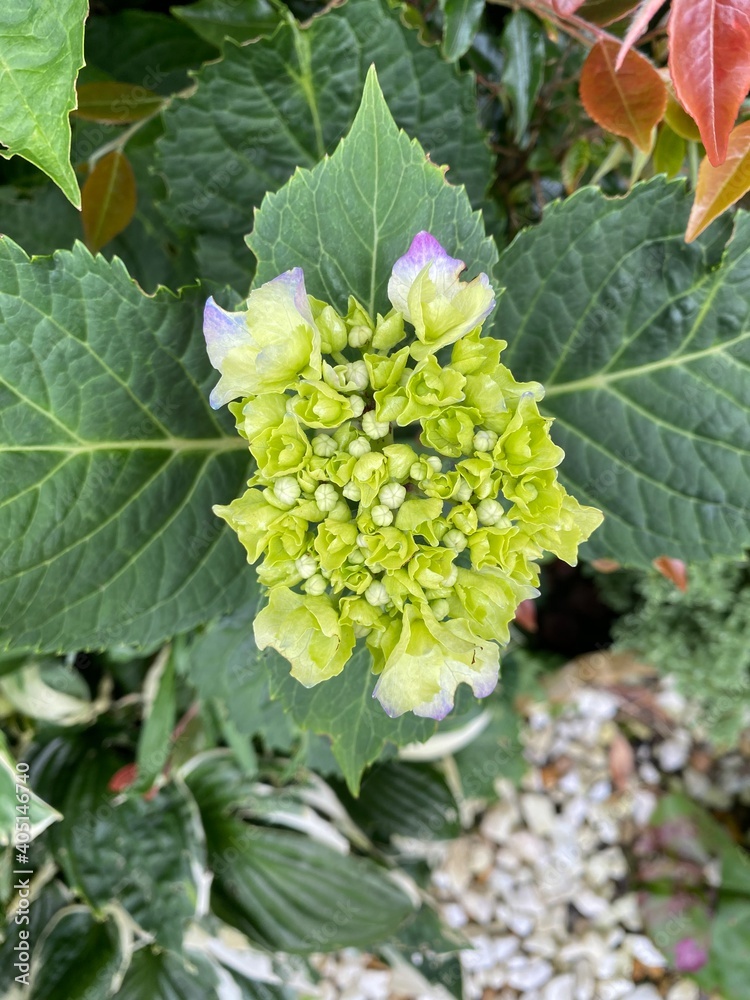 Hydrangea at the beginning of the blooming season Hydrangea at the beginning of the blooming season
