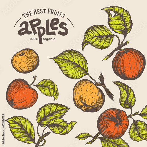 Apple vector illustration. Hand-drawn design element. A fruit drawn in vintage style