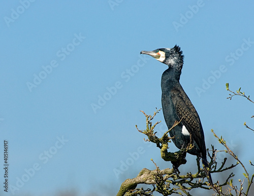 Great Cormorant, Aalscholver, Phalacrocorax carbo