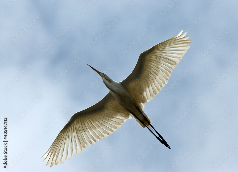Fototapeta premium Grote Zilverreiger, Great Egret, Ardea alba