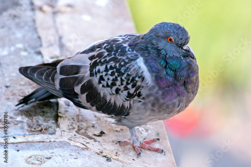 Portrait of a colourful fat pigeon (Columba livia) on the roof of a building in Athens, Greece. sunny day