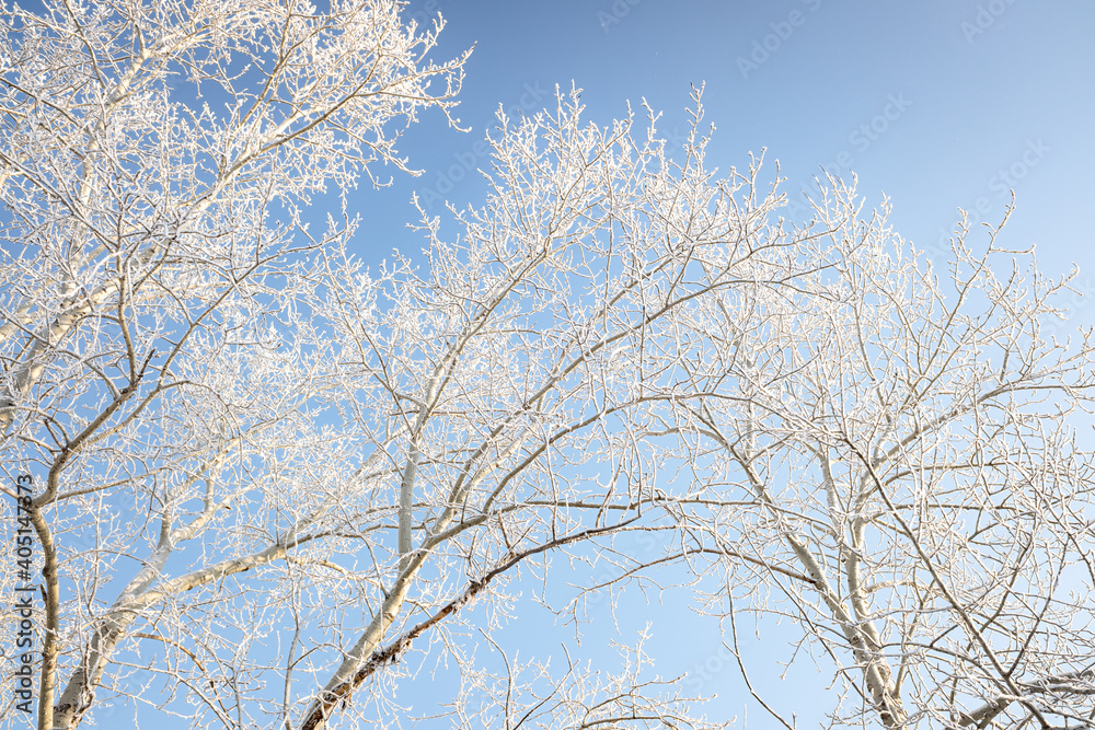 Branches of trees covered with white frost against the blue sky, winter landscape. Branches of trees covered with white frost against the blue sky, winter landscape.