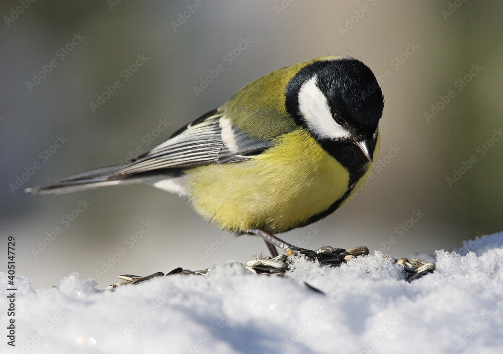 Fototapeta premium Great Tit, Koolmees, Parus major
