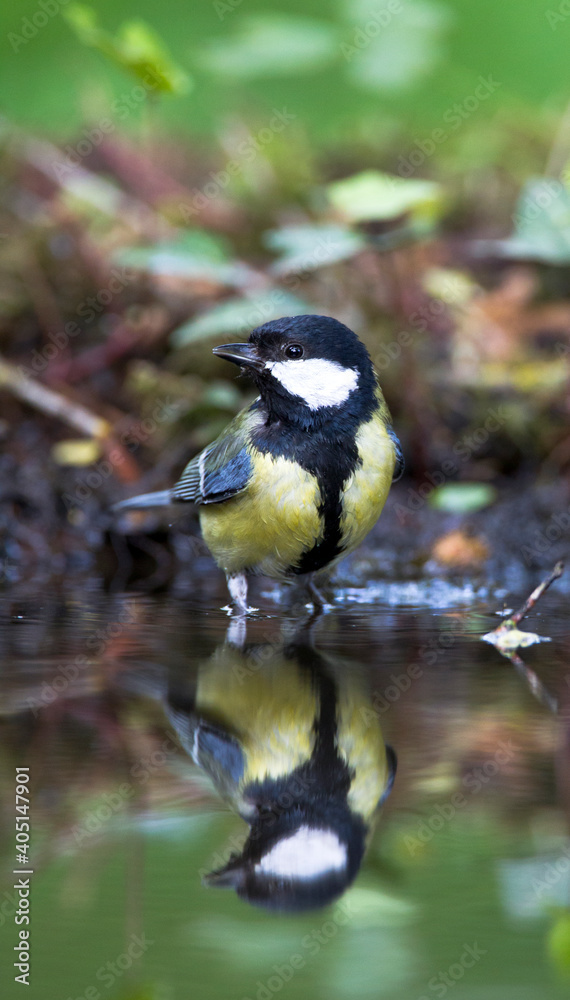 Obraz premium Koolmees, Great Tit, Parus major