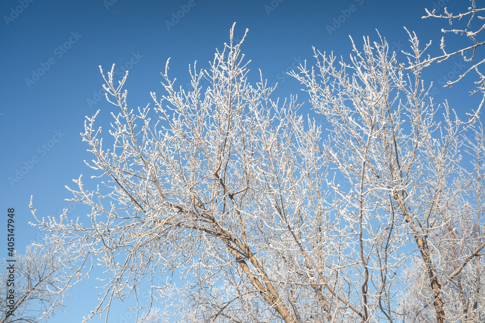 winter landscape park trees rime against the sky winter landscape park trees rime against the sky